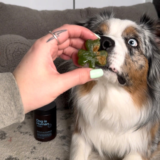 ☘️ Fresh Breath Pupsicles