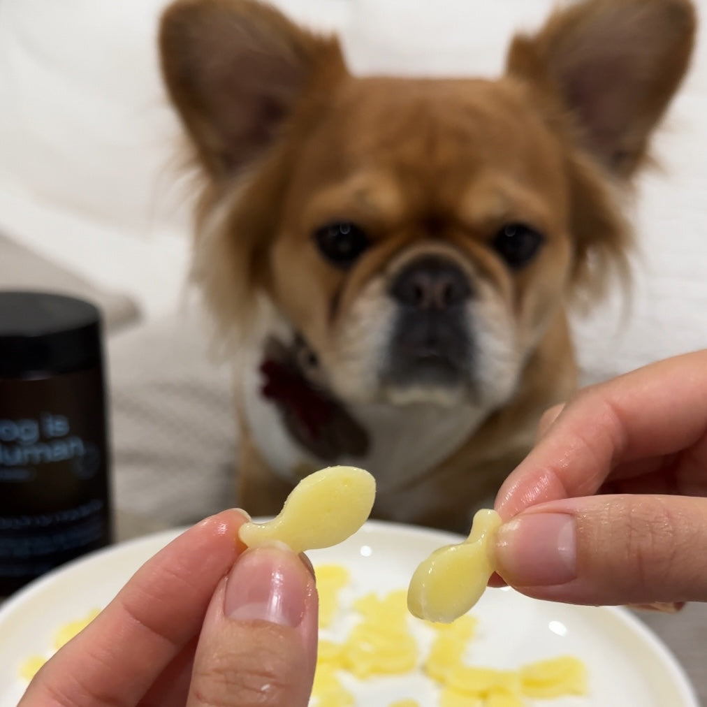 🧀 Dog-Friendly Goldfish