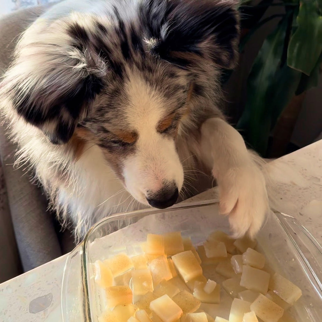 🦴 Hip and Joint Chews