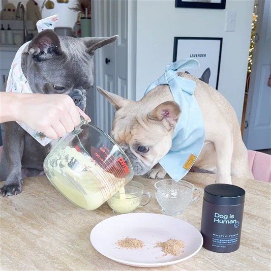 🥛 Dog Nog