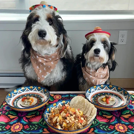 🌮 Cinco de Mayo Fajitas
