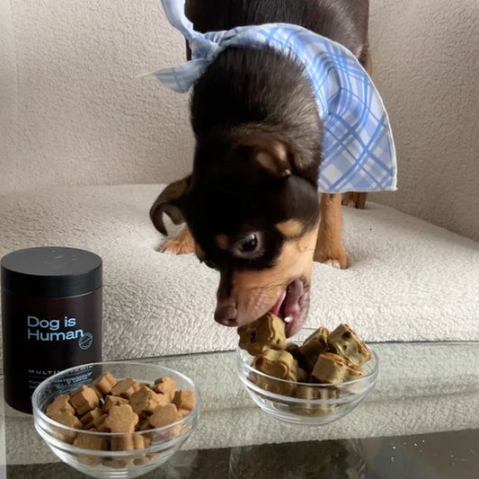 🐟 Sardine Treats