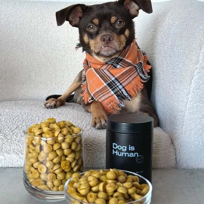 🧡 Pumpkin Treats