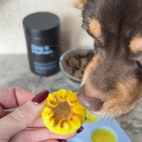 🌼 Seasonal Itch Treats