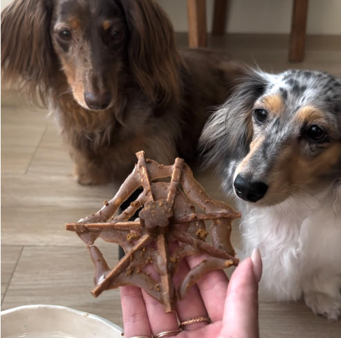🕸️ Carob Spider Webs